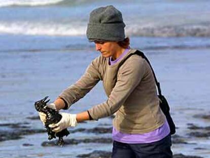 Una funcionaria de la Xunta de Galicia recoge un ave marina en la playa de Razo (Carballo).