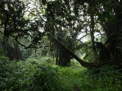 Parque nacional de Chyulu Hills (Kenia). 