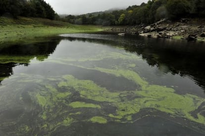 Cola del embalse de As Conchas, adonde llegan las aguas contaminadas del río Limia, con manchas verdes que delatan la presencia de cianobacterias, el pasado día 16.