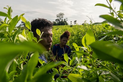 Jennifer y su esposo de 22 años raspan hoja coca en uno de los sembradíos de Tibú. 