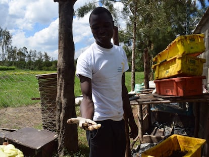 Demisse Roussoss muestra una variedad de hongo que cultiva en su granja micológica de Karen, en Nairobi, Kenia.