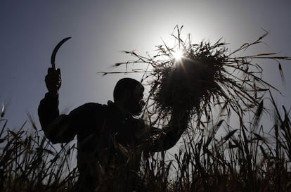 Um agricultor recolhe a colheita perto de Gaza (Palestina), em 28 de abril de 2014.