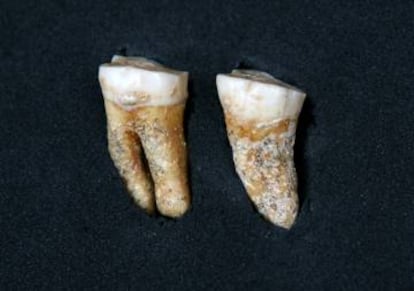 Molares de neandertal hallados en Pinilla del Valle.