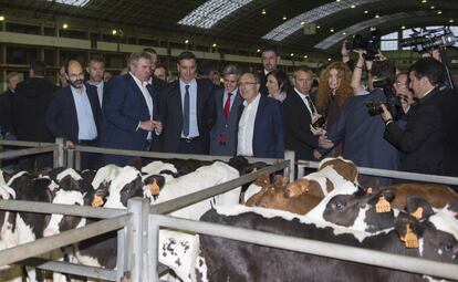 El presidente del Gobierno, Pedro Sánchez, durante la visita al Mercado Nacional de Ganados de Torrelavega (Cantabria).