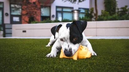 Un cachorro juega con un peluche en el jardín.