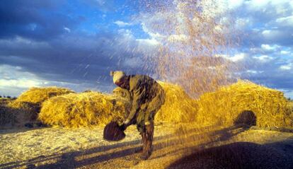 Un agricultor aventando cereales con su pala en un campo de Etiopía.