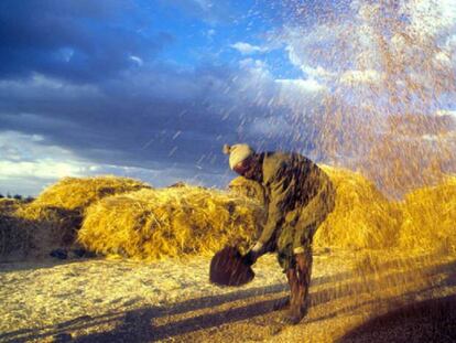 Un agricultor aventando cereales con su pala en un campo de Etiopía.