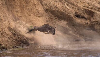 Un ñu se arroja al agua en el Parque Nacional de Masái Mara (Kenia) el pasado 7 de agosto.