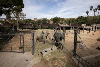 Dos de las elefantas ancianas, que reciben cuidados especiales en el Zoo de Barcelona.