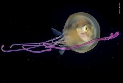 Un jurel joven se asoma desde el interior de una pequeña medusa que ha adoptado como refugio nocturno, frente a Tahití, en la Polinesia Francesa.