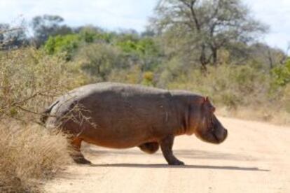 Un hipopótamo cruzando una pista en el Kruger, la gran reserva natural de Sudáfrica.