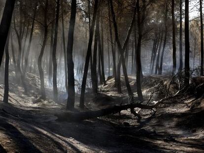 Un monte quemado a causa del incendio entre las localidades de Sot de Chera y Chulilla (Valencia).