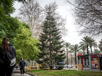 El abeto italiano, comprado por la concejalía de Parques y Jardines de Valencia, que dirige Juanma Badenas, replantado en el bulevar sur de Valencia después de emplearse de ornato navideño en la plaza de la Reina.