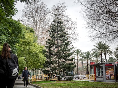 El abeto italiano, comprado por la concejalía de Parques y Jardines de Valencia, que dirige Juanma Badenas, replantado en el bulevar sur de Valencia después de emplearse de ornato navideño en la plaza de la Reina.