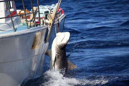 Fotografa facilitada por la organizacin ecologista Sea Shepherd, que anunci que pedir al Tribunal Supremo que revise el programa que permite la matanza de tiburones blancos aprobado por el gobierno de Australia Occidental. En la imagen, un tiburn tigre es capturado en aguas de Australia Occidental en el marco de las rdenes adoptadas en este estado australiano para cazar a los escualos de ms de tres metros con el fin de proteger a los ba?istas.