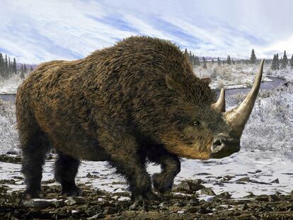 For hundreds of thousands of years, the woolly rhinoceros thrived in this landscape. The climate and human hunting pushed it to extinction.