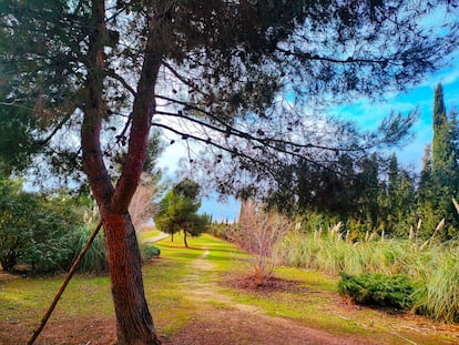 En el entorno del término municipal de Loeches se han diseñado o renovado cinco rutas para pasear por la naturaleza, preciosa en estos meses.