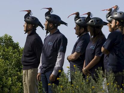 El consejero de Medio Ambiente, José Juan Díaz Trillo -en la fotografía primero por la izquierda-, participó ayer en la suelta de seis ejemplares de ibis eremita en la Sierra de Retín, en Barbate (Cádiz).