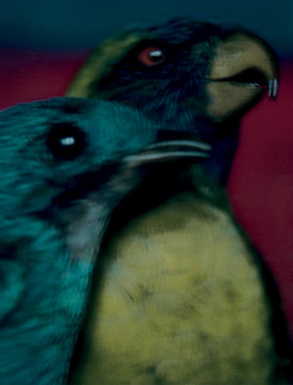 'Cotinga du Pérou et Trichoglossus du Timor' (cotinga de  Perú y Trichoglossus de Timor, 2000). 