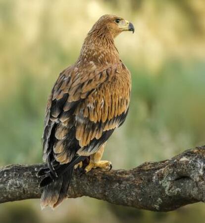 Ejemplar de águila imperial ibérica.