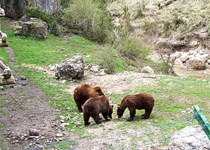 En el parque cinegético de El Hosquillo, creado en 1964, se pueden ver algunos osos y estudiar  su reproducción.