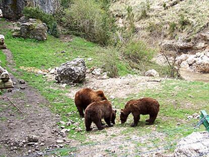En el parque cinegético de El Hosquillo, creado en 1964, se pueden ver algunos osos y estudiar su reproducción.