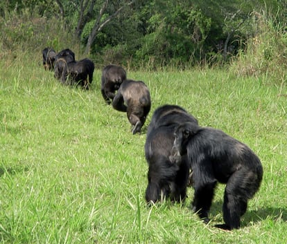 Chimpancés