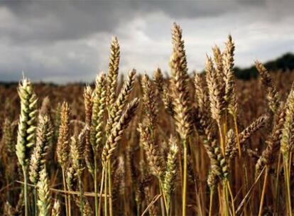 Campo de trigo en Ickleton (Cambridgeshire, Inglaterra).