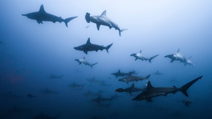 Un cardumen de tiburones en el mar panameño.