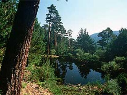 Pinos junto al arroyo de la Angostura.