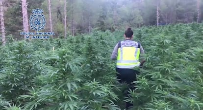 Una agente recorre la plantación de marihuana localizada en Aragón.