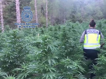 Una agente recorre la plantación de marihuana localizada en Aragón.