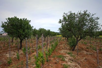 Viña joven con almendros en una imagen proporcionada por la bodega.