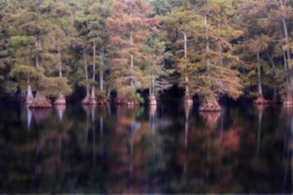 Bosque de cipreses al borde del lago Cross, en Shreveport, Luisiana (Estados Unidos).