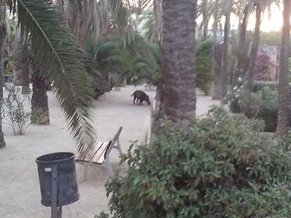 Imatge de Twitter del porc senglar al parc Joan Miró de Barcelona.