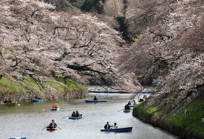 Durante dos semanas, la temporada de floración de los cerezos llena las calles, los patios de las escuelas y los templos de rosa y blanco, marcando la llegada de la primavera. En la fotografía, varias personas pasean en barca entre cerezos en flor en Tokio (Japón), el 23 de marzo de 2018.