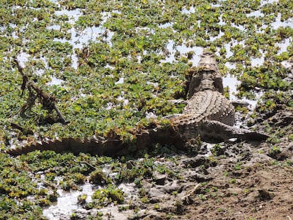 Cocodrilo de las marismas ('Crocodylus palustris').