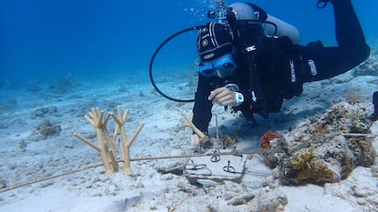 Una científica de la Sociedad Ambiente Marino instala corales impresos en Isla Culebra, Puerto Rico