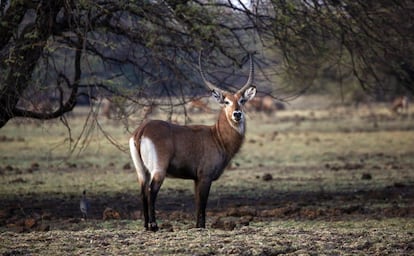 Un antílope acuático en la reserva nacional de Dinder en Sennar (Sudán), un área protegida a 480 kilómetros de la capital, Jartum, el 14 de abril de 2017.