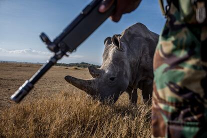 John Mugo, 37, miembro de la NPR (Reservistas de la Policía Nacional) protege y patrulla los terrenos del Ol Pejeta Conservancy de los cazadores furtivos con Najin en el fondo, 2018.