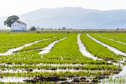 Un arrozal inundado en el delta del Ebro, cerca de Amposta (Tarragona).