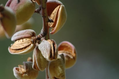 El árbol del que nacen es el almendro. Cuando el fruto madura, su corteza se abre y se separa de la cáscara. Después de recolectadas y peladas, las almendras se dejan secar y se comercializan crudas o tostadas. <p>Las almendras regulan las reservas de carbohidratos, la capacidad antioxidante, el transporte del oxígeno y el metabolismo y son “una alternativa para complementar el calcio de la dieta; este interviene en la mineralización ósea y en la contracción muscular. Las almendras son los frutos secos que más calcio aportan”, <a href="http://elpais.com/elpais/2015/11/04/buenavida/1446595376_962804.html" target=blank>explicaba a BUENAVIDA</a> Marta María Suárez, presidenta de la Asociación de Dietistas-Nutricionistas de Madrid (ADDINMA).</p>