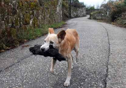 Una perrita lleva en la boca el cadáver de su cría calcinado en el incendio forestal producido de la aldea de Chandebrito en Nigrán (Pontevedra).