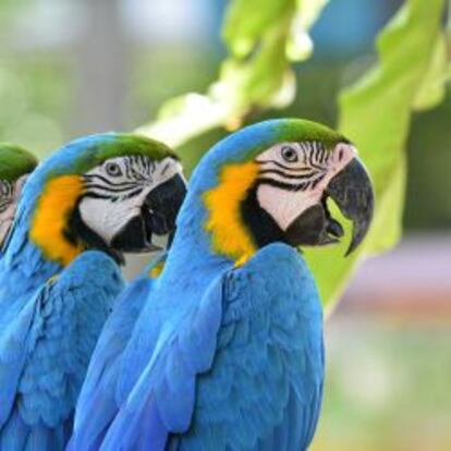 Loros en un parque natural de Costa Rica.