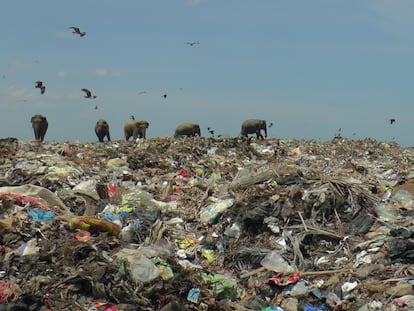 Wild elephants are seen at a garbage landfill near the eastern town of Ampara in Sri Lanka, October 4, 2020. Picture taken October 4, 2020. REUTERS/Stringer NO RESALES. NO ARCHIVES