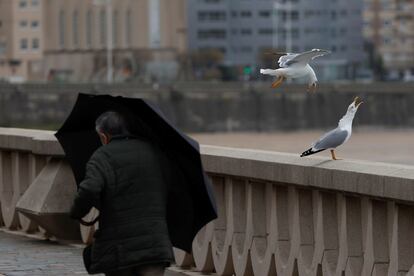 Un hombre camina por el paseo marítimo de A Coruña abrigándose de la lluvia con un paraguas, el pasado 27 de diciembre.
