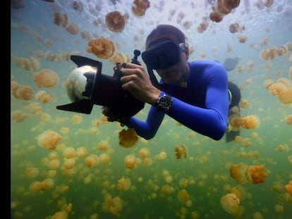 O ecologista marinho Enric Sala, no Lago das Medusas, em Palau