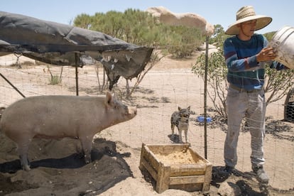 Uno de los internos alimenta a la cerda que matarán para celebrar un día festivo.