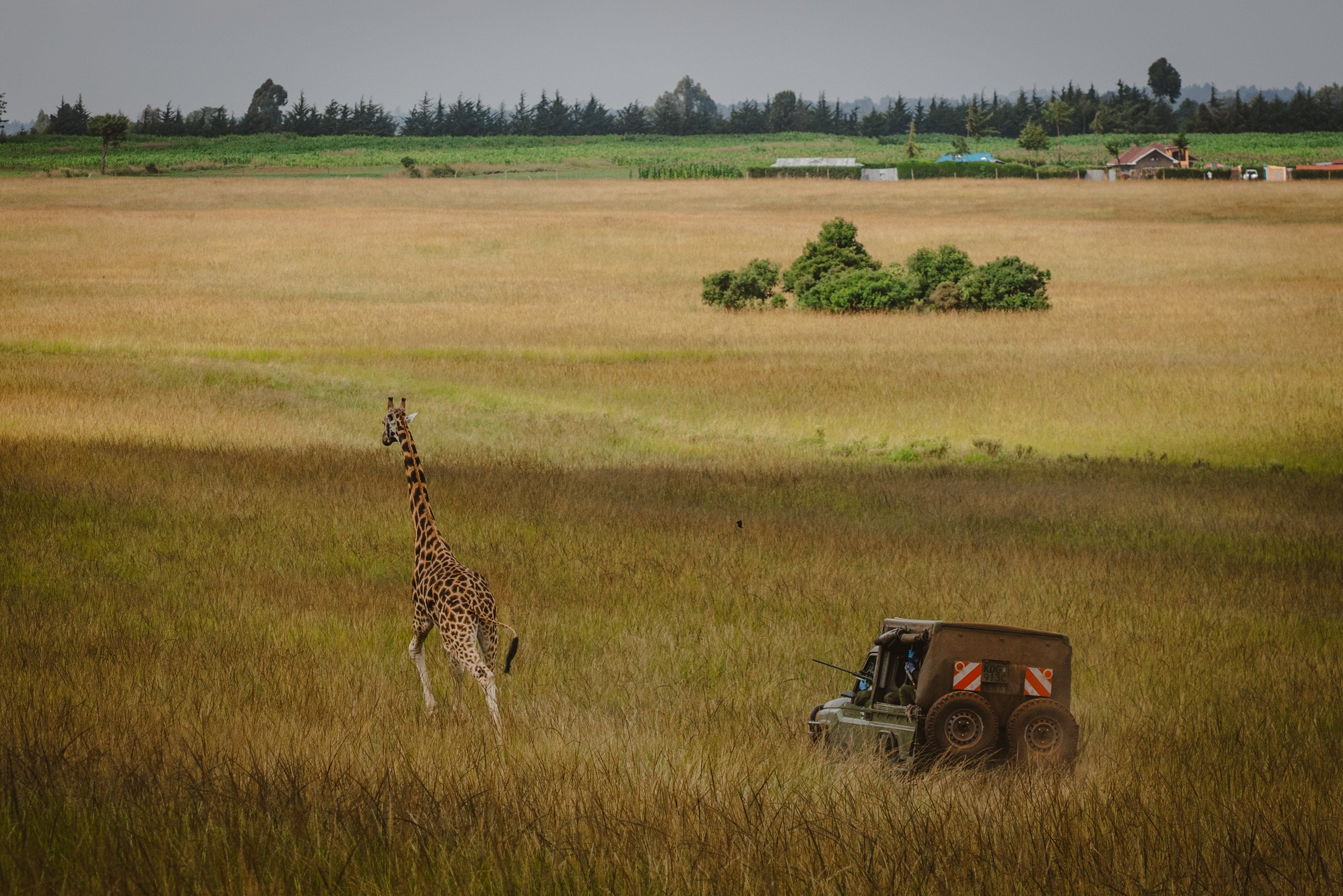 El complejo traslado de ocho jirafas amenazadas a una reserva de Kenia creada para traer la paz entre dos comunidades 