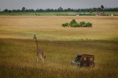 La jirafa de Rothschild es uno de los tipos de jirafa más amenazados del mundo. Estos magníficos animales fueron una vez abundantes en la zona del lago Baringo, en el centro  de Kenia, pero debido a la pérdida de su hábitat y a la caza furtiva, desaparecieron de la zona en la década de 1970. En 2011 se creó una zona de conservación en Ruko, a la que se acaban de trasladar ocho ejemplares que vivían en un santuario de animales salvajes en la Granja Kruger, en Eldoret (oeste). En la imagen, un equipo del Servicio de Vida Salvaje de Kenia (KWS) perseguía el 24 de junio a una jirafa para intentar dispararle un dardo tranquilizante. El animal puede correr a más de 50 kilómetros por hora.